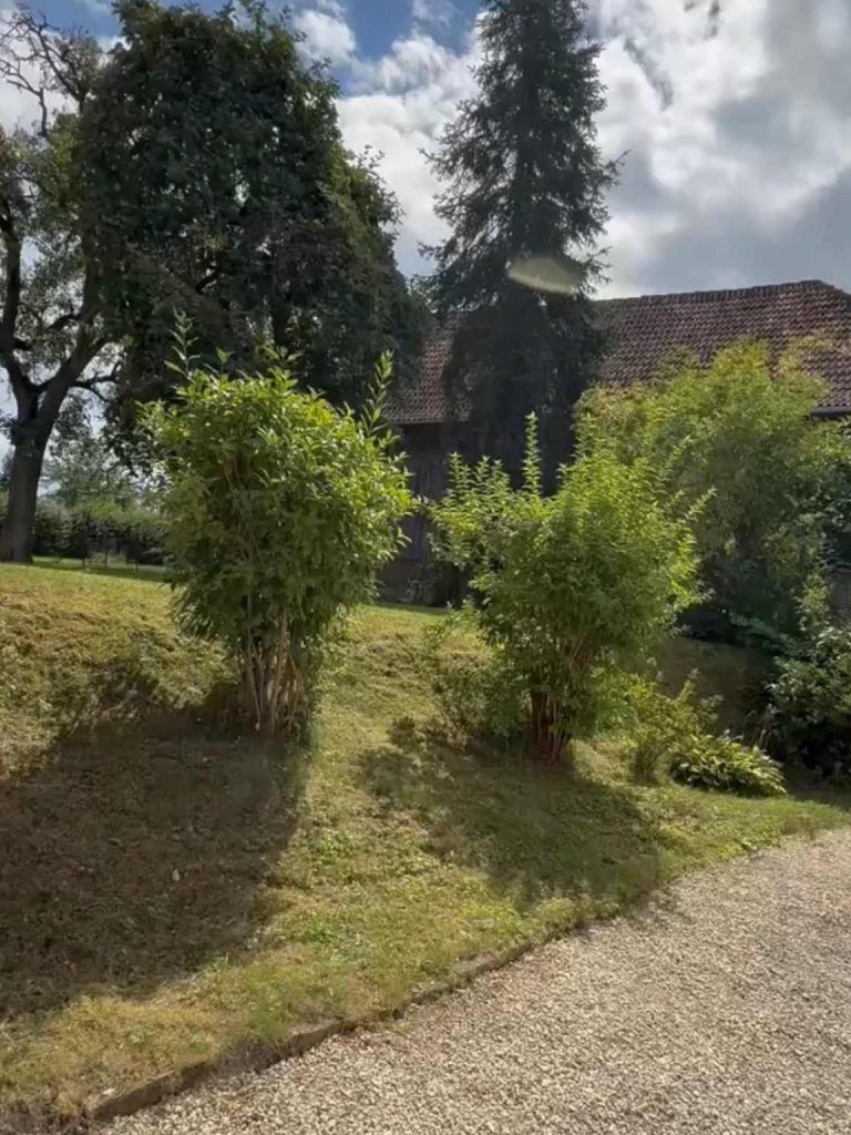 Ungestutze Büsche auf einer grünen Wiese
