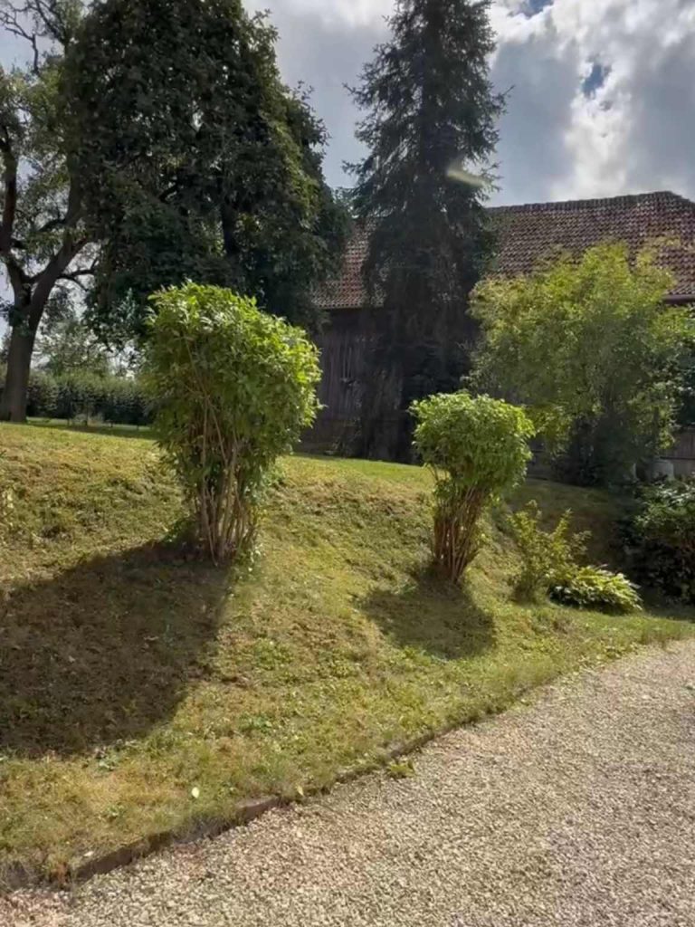 Büsche weelche nicht gestutzt sind.